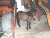 GueldnerMotor auf KramerTriebwerk und Pony            (232) 