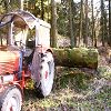 Baumstammheben Bild 2            (4158) 