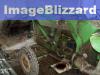John Deere Lanz  300  Frontlader            (4816) 
