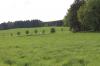 Pferdeweide1            (7254) 